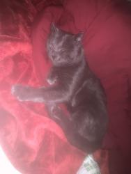 Lost Male Cat last seen NE thurston ave orchard apmts, Bend, OR 97701