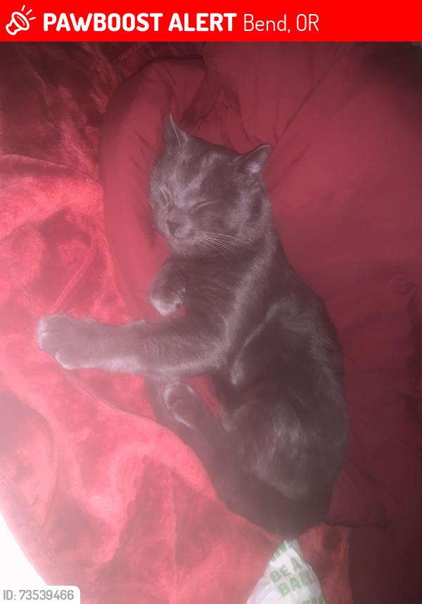 Lost Male Cat last seen NE thurston ave orchard apmts, Bend, OR 97701