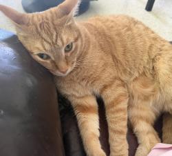 Lost Male Cat last seen Coral Gables, Coral Gables, FL 33134