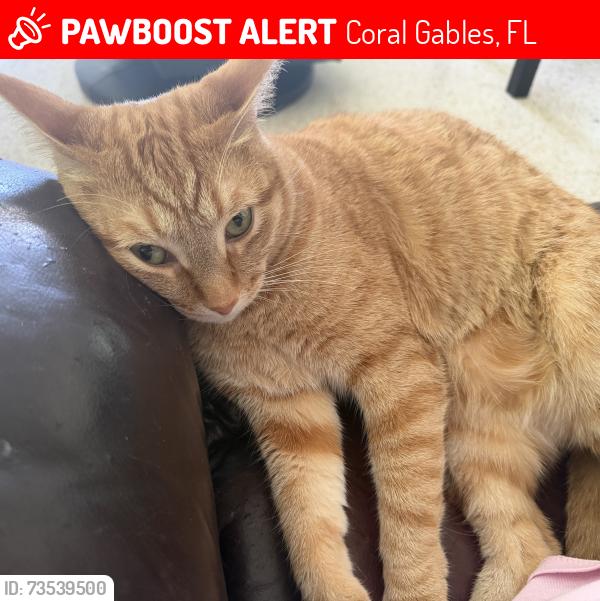 Lost Male Cat last seen Coral Gables, Coral Gables, FL 33134