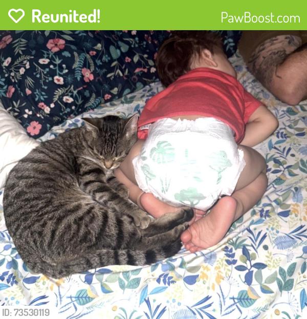 Reunited Female Cat last seen Trenton and Newcastle, Fort Walton Beach, FL 32547