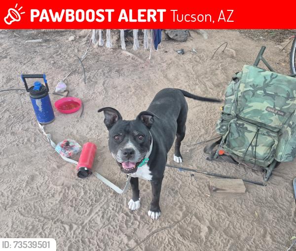 Lost Female Dog last seen Country club and Corona, Tucson, AZ 85756