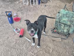 Lost Female Dog last seen Country club and Corona, Tucson, AZ 85756