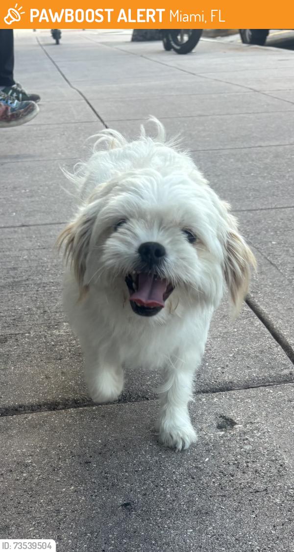 Found/Stray Female Dog last seen Between 71st Street and 73rd in the Little Hati neighborhood, Miami, FL 33137