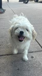 Found/Stray Female Dog last seen Between 71st Street and 73rd in the Little Hati neighborhood, Miami, FL 33137