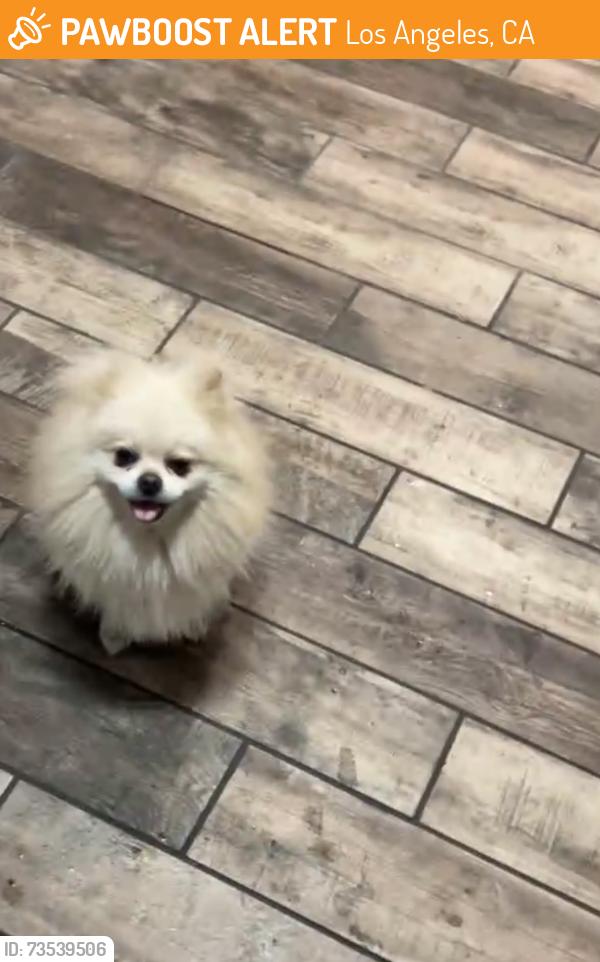 Found/Stray Unknown Dog last seen Vermont and Manchester, Los Angeles, CA 90044
