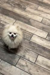 Found/Stray Unknown Dog last seen Vermont and Manchester, Los Angeles, CA 90044