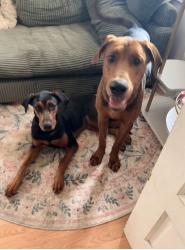 Found/Stray Unknown Dog last seen Inez & Soto Street, Los Angeles, CA 90023