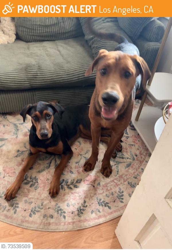 Found/Stray Unknown Dog last seen Inez & Soto Street, Los Angeles, CA 90023