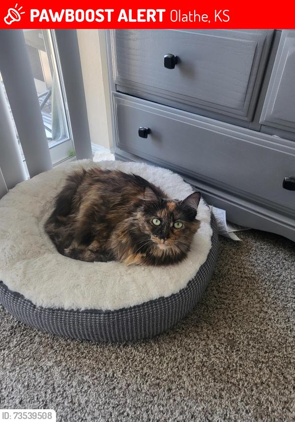 Lost Female Cat last seen 119th and Lennox, Olathe, KS 66061