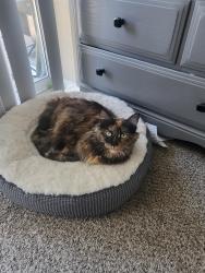 Lost Female Cat last seen 119th and Lennox, Olathe, KS 66061