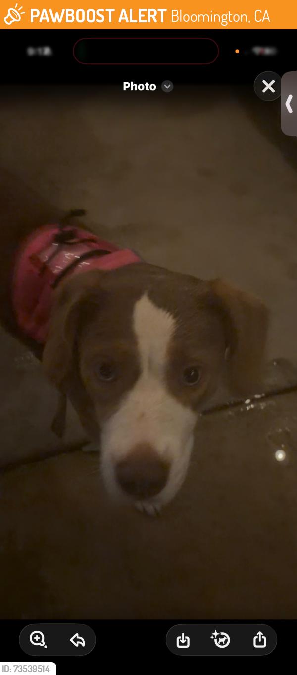Found/Stray Female Dog last seen Near ruth grimes elemantry school, Bloomington, CA 92316