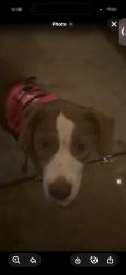 Found/Stray Female Dog last seen Near ruth grimes elemantry school, Bloomington, CA 92316