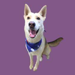 Shelter Stray Female Dog last seen Near BLOCK BEYERS ST, BAKERSFIELD CA 93312, 3951 Fruitvale Ave, Bakersfield, CA 93308, USA