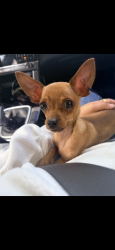 Lost Male Dog last seen County road 37, Tyler, TX 75706