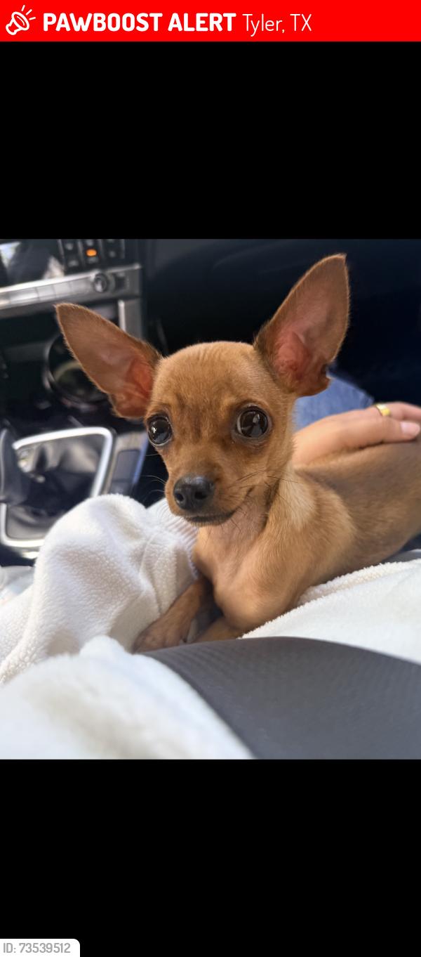 Lost Male Dog last seen County road 37, Tyler, TX 75706