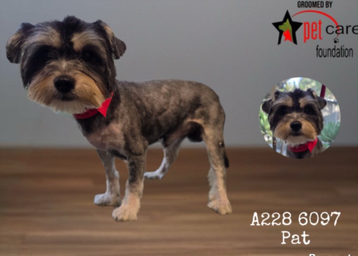 Shelter Stray Male Dog last seen , 3201 Lacy St, Los Angeles, CA 90031, USA