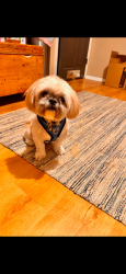 Lost Male Dog last seen 11th and Main, Longmont, CO 80501