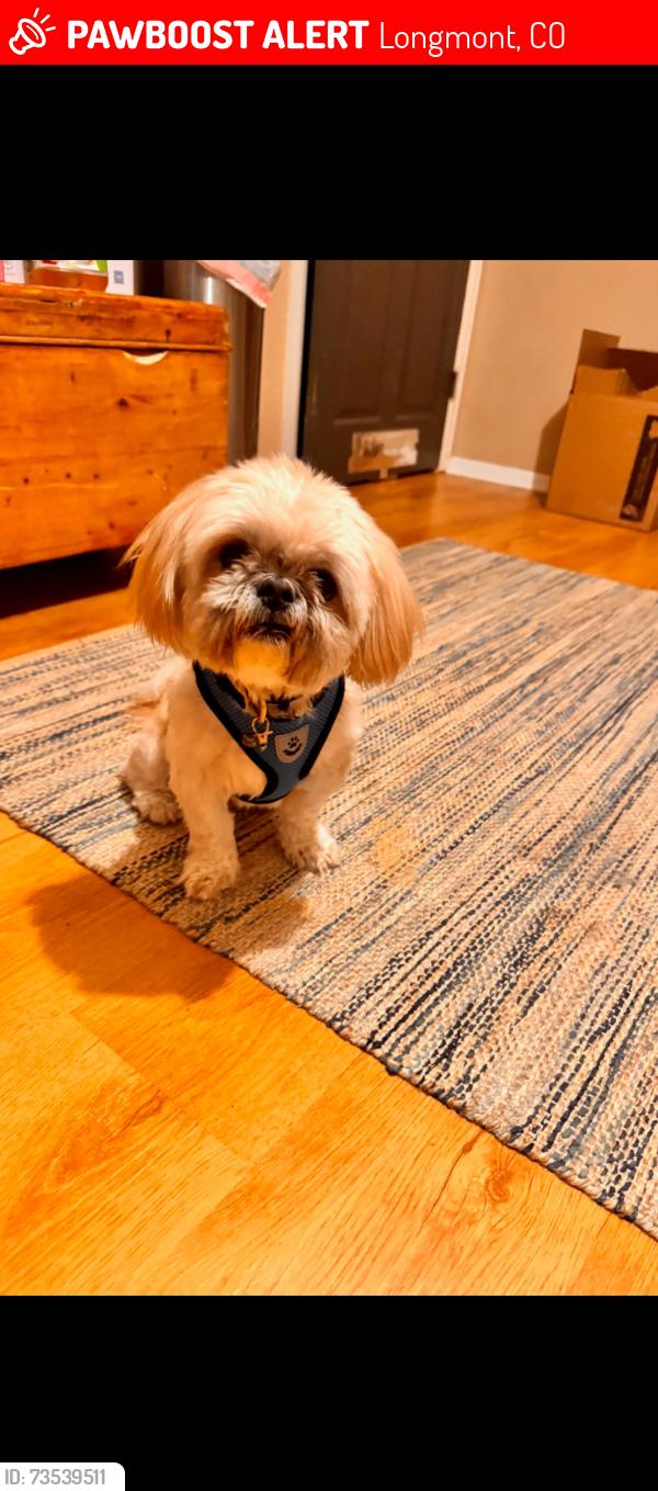 Lost Male Dog last seen 11th and Main, Longmont, CO 80501
