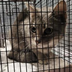 Shelter Stray Male Cat last seen Near BLOCK CHURING, 4710 TX-151, San Antonio, TX 78227, USA