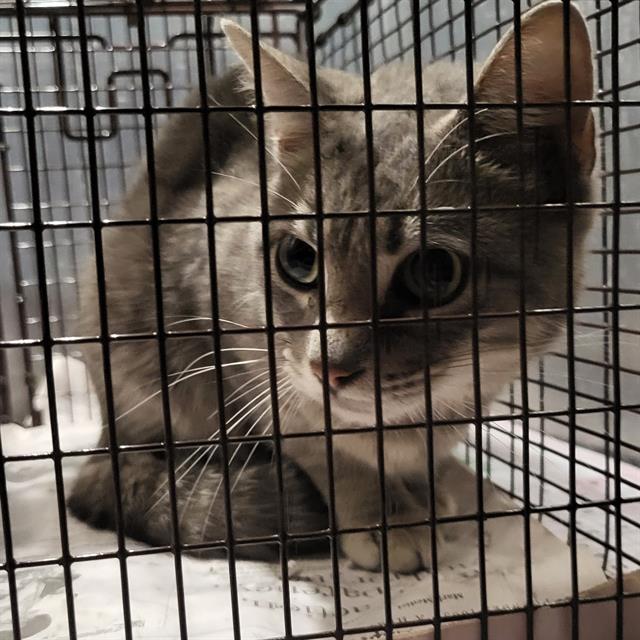 Shelter Stray Male Cat last seen Near BLOCK CHURING, 4710 TX-151, San Antonio, TX 78227, USA