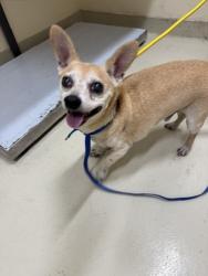 Shelter Stray Male Dog last seen MOTEL 6 NORTH FREMONT, 1950 Stevenson Blvd, Fremont, CA 94538, USA