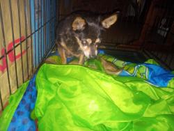 Found/Stray Male Dog last seen Roundup Way, Apple Valley, CA 92308