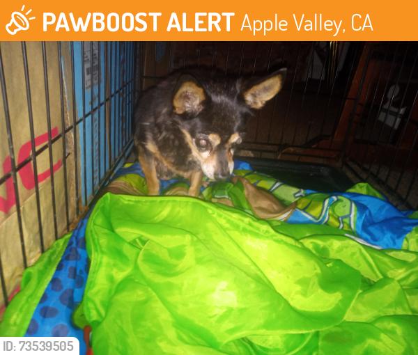 Found/Stray Male Dog last seen Roundup Way, Apple Valley, CA 92308