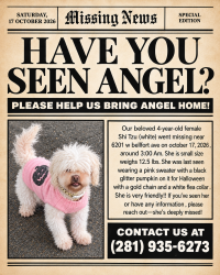 Lost Female Dog last seen Bob white, Houston, TX 77035