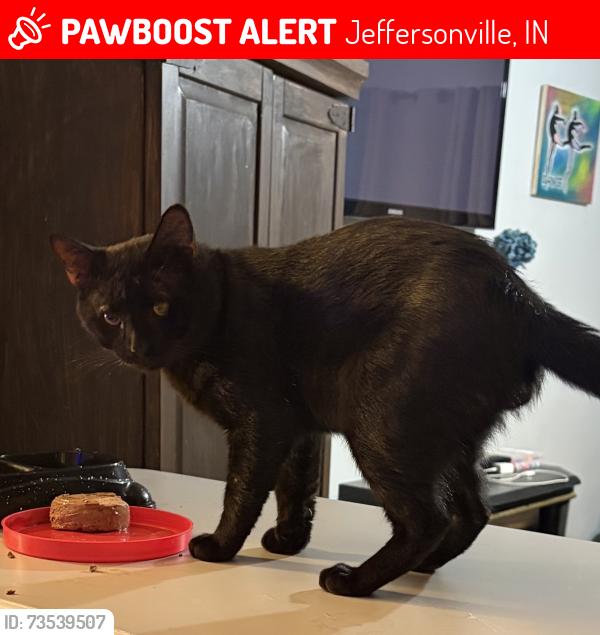 Lost Male Cat last seen Mockingbird Dr. & Cheryl Drive in Jeffersonville, Jeffersonville, IN 47130