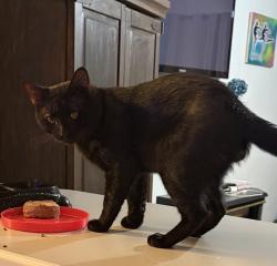 Lost Male Cat last seen Mockingbird Dr. & Cheryl Drive in Jeffersonville, Jeffersonville, IN 47130
