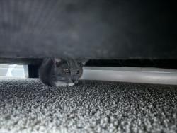 Reunited Male Cat last seen Near inverness landing apmts on Highway 280, Birmingham, AL 35242