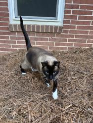 Reunited Male Cat last seen Beaver Creek, Smyrna, GA 30080