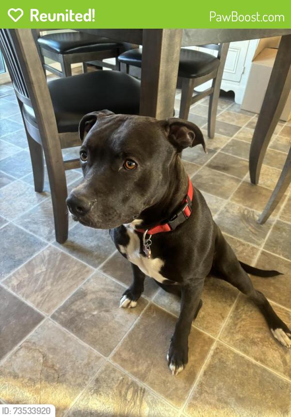 Reunited Male Dog last seen Eastside Highway and Overlook Trail, Stevensville, MT 59870