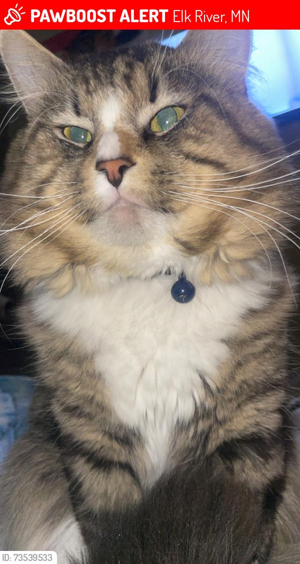 Lost Male Cat last seen Jackson & Railroad, Elk River, MN 55330
