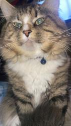 Lost Male Cat last seen Jackson & Railroad, Elk River, MN 55330