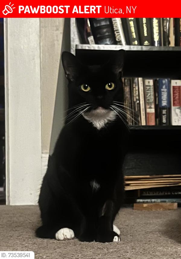 Lost Female Cat last seen Ash and martin, Utica, NY 13502