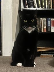 Lost Female Cat last seen Ash and martin, Utica, NY 13502