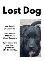Lost Female Dog last seen Nw 175th st, Miami Gardens, FL 33056