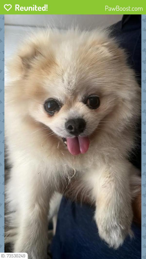 Reunited Male Dog last seen North st and Harbor Blvd, Anaheim, CA 92805