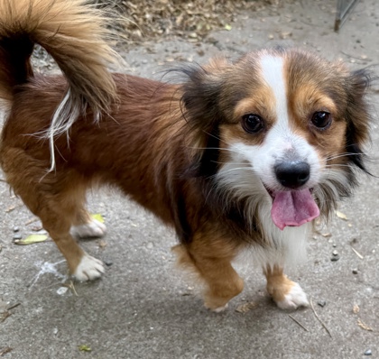 Shelter Stray Male Dog last seen Dumped at OAS front gate, Oakland,, 1101 29th Ave, Oakland, CA 94601, USA