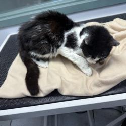 Shelter Stray Female Cat last seen , , CA, 1101 29th Ave, Oakland, CA 94601, USA