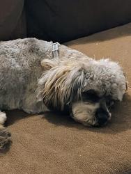 Lost Male Dog last seen Copia & porter, El Paso, TX 79930