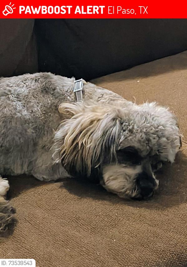 Lost Male Dog last seen Copia & porter, El Paso, TX 79930