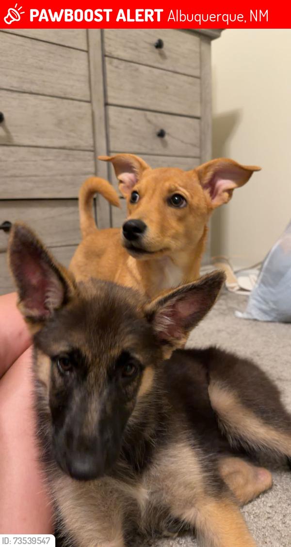Lost Female Dog last seen Layton & Juan Tabo, Albuquerque, NM 87111