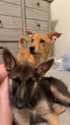 Lost Female Dog last seen Layton & Juan Tabo, Albuquerque, NM 87111