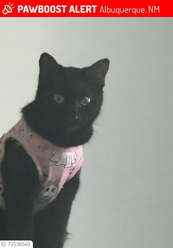 Lost Female Cat last seen telegraph hill apmts, Albuquerque, NM 87109