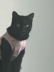 Lost Female Cat last seen telegraph hill apmts, Albuquerque, NM 87109