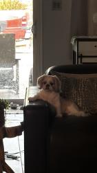 Reunited Female Dog last seen Washington and Tonopah, Las Vegas, NV 89106