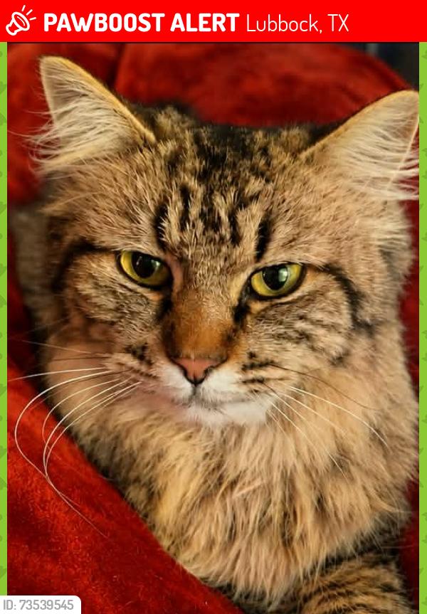 Lost Female Cat last seen 72nd Street and Slide Road, Lubbock, TX 79424
